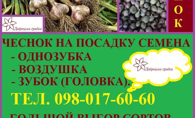 Продам посівний часник на посадку - фото № 1