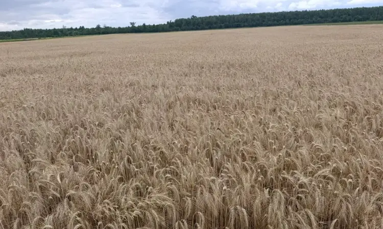 Продам насіння третікале сорт Щедре (еліта) - фото № 1