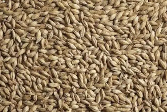 Продам посівний третікале 2 репродукції - фото № 1