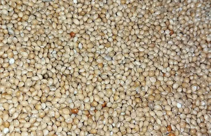 Продам насіння просо жовте, червоне, чорне, біле - фото № 1
