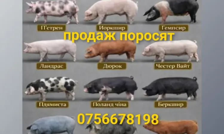 Продам поросят дюрок ландрас петрен ф1 - фото № 1