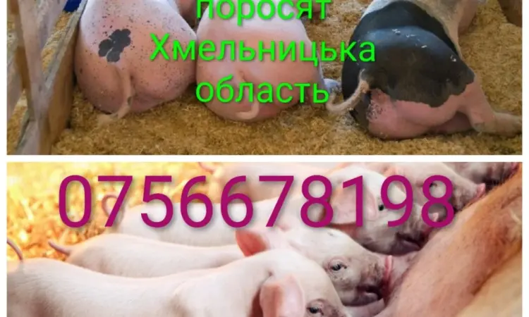 Продам поросят петрен дюрок кантор велика біла макстер - фото № 2