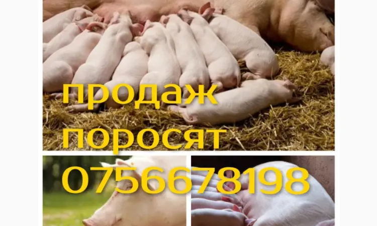 Продам поросят петрен дюрок кантор велика біла макстер - фото № 3