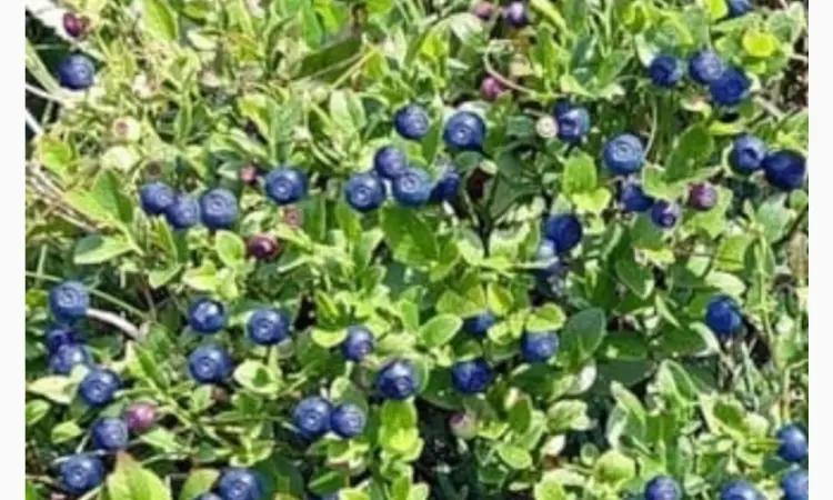 Куплю чорницю - фото № 1