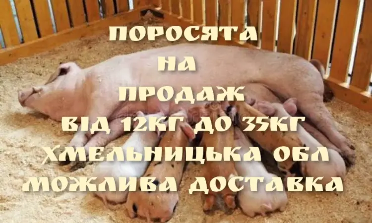 Продам поросят - фото № 1