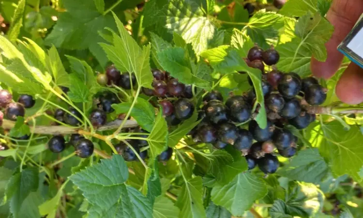Продам ягоду чорної смородини - фото № 1