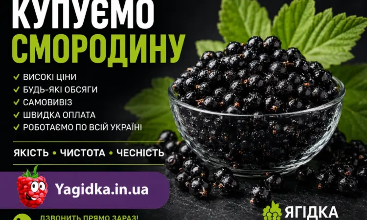 Кууємо смородину - фото № 1