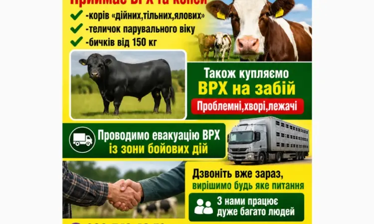 Закуповуємо ВРХ у населення та господарств - фото № 1