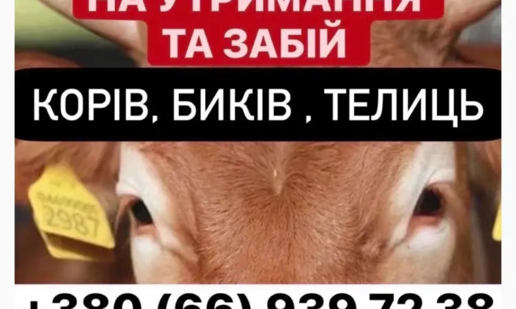Ферма закуповує ВРХ - фото № 1
