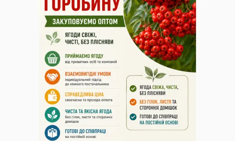 Закуповуємо горобину свіжу - фото № 1