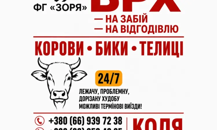 Закупівля Корів - фото № 1