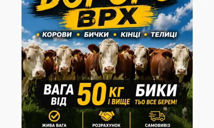 Закупляемо ВРХ дорого коров - фото № 1