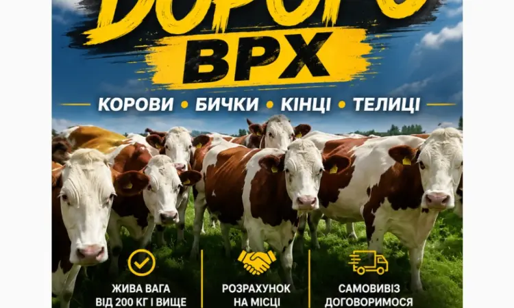 Бики корови нетелі закупляемо всій Україні дорого - фото № 1