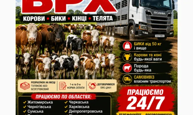 Купити Велику Рогату Худобу : Корови. Бичок. Телиці. Коні. На М'ясо Та На Тримання - фото № 1