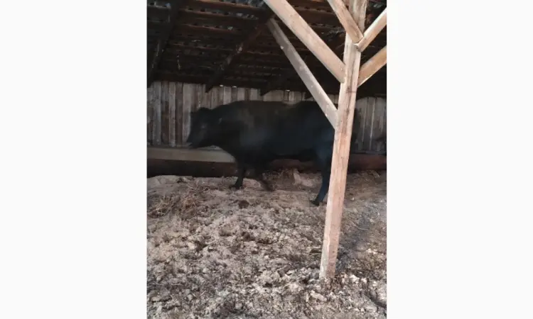 Продам бичка - фото № 2