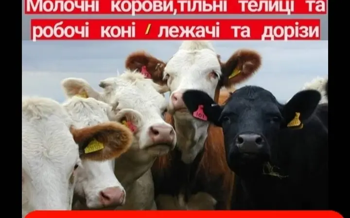 Врх на тримання - фото № 1