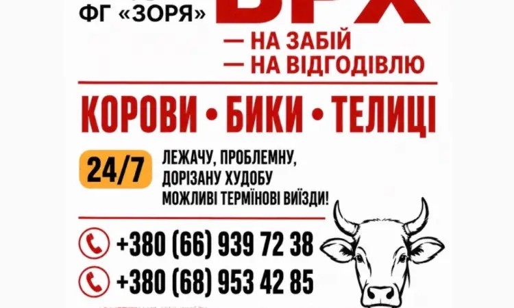 Закупівля ВРХ - фото № 1