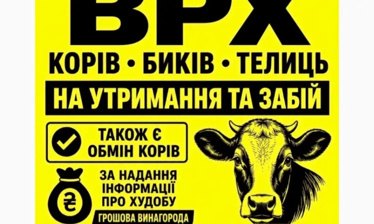 Закупівля корів - фото № 1