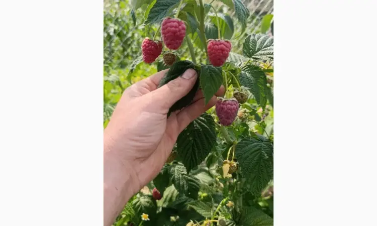 Продам ягоди малини - фото № 1