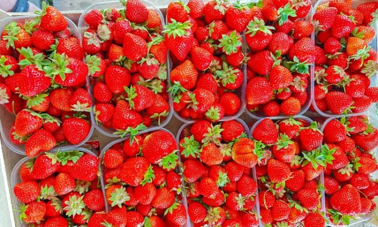 Продам Полуницю - фото № 1