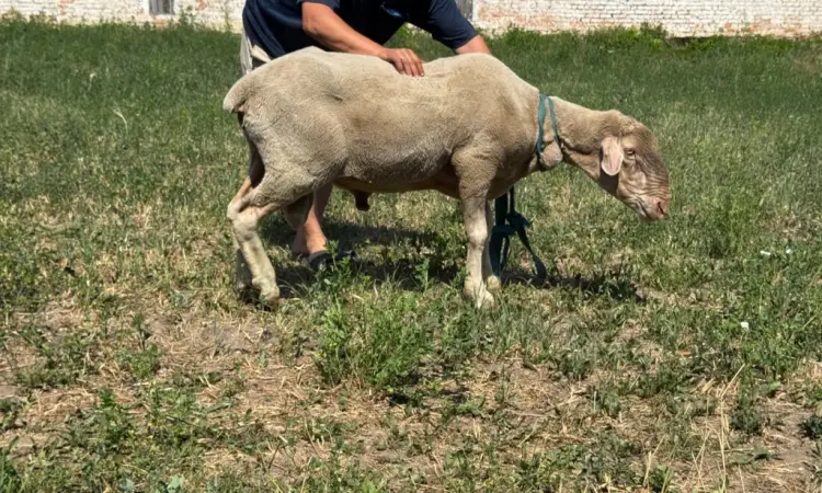 Продам племінного барана породи Меріноландшаф - фото № 2