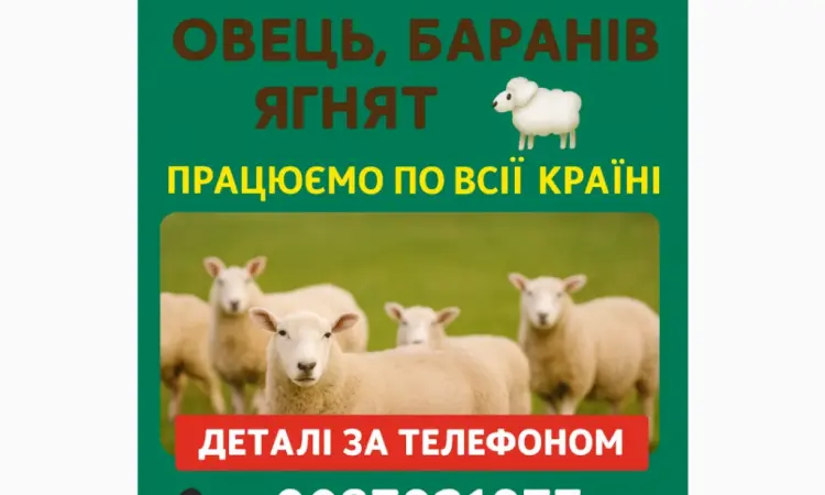 Купую вівці барани ягнята - фото № 1