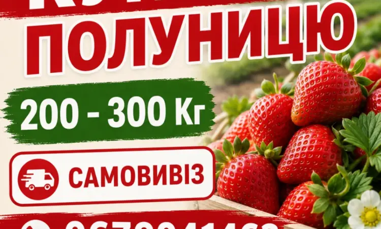 Куплю полуницю на постійній основі 200-600 кг - фото № 1