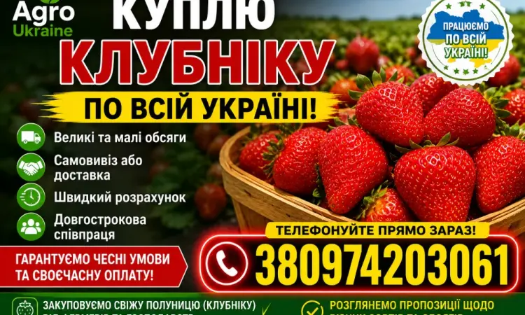 Куплю клубнику по всі Україні в любому обʼємі - фото № 1