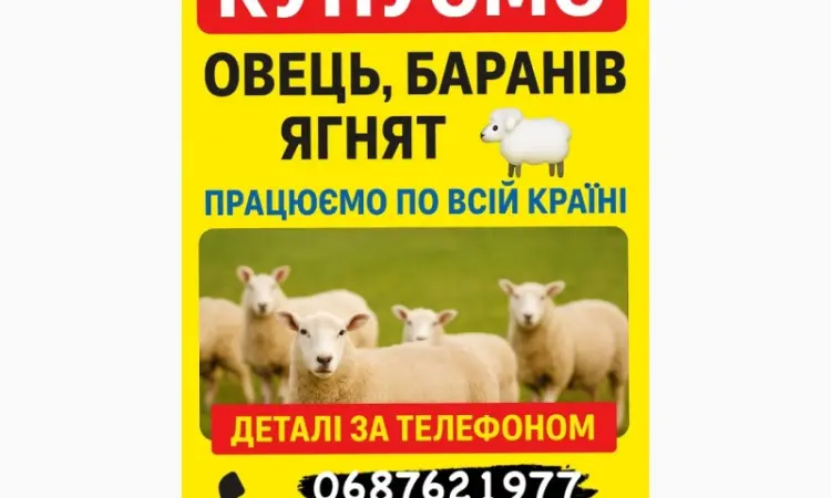 Куплю Вівці Барани Ягнята - фото № 1