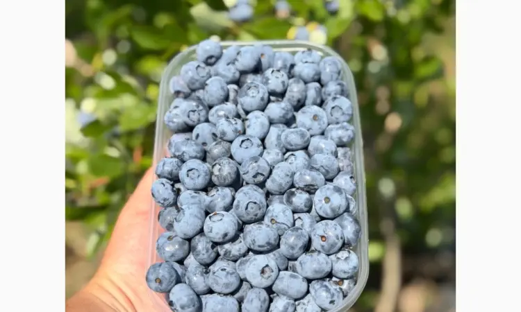 Продам лохину сортів Дюк - фото № 2