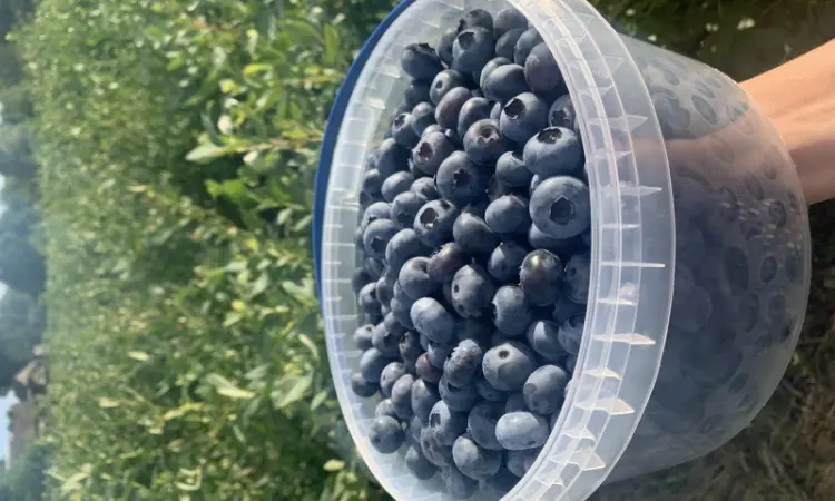 Продамо лохину від 200 кг - фото № 2