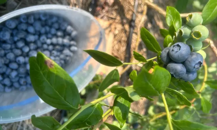 Продам ягоду лохини гурт/роздріб - фото № 4