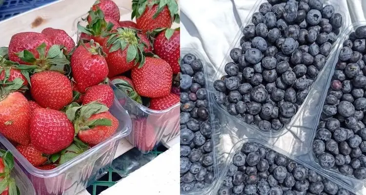 Продаж свіжої полуниці та лохини - фото № 1