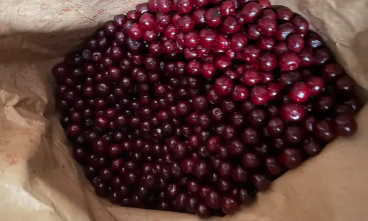 Продам вишню - фото № 1