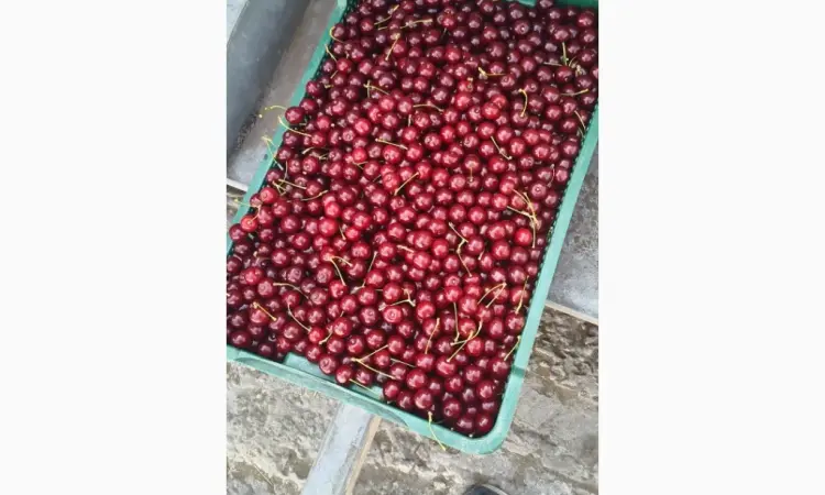 Продам вишню охолоджену крупним оптом (з холодильника - фото № 2