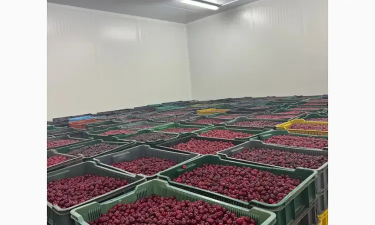 Продам вишню охолоджену крупним оптом (з холодильника - фото № 6