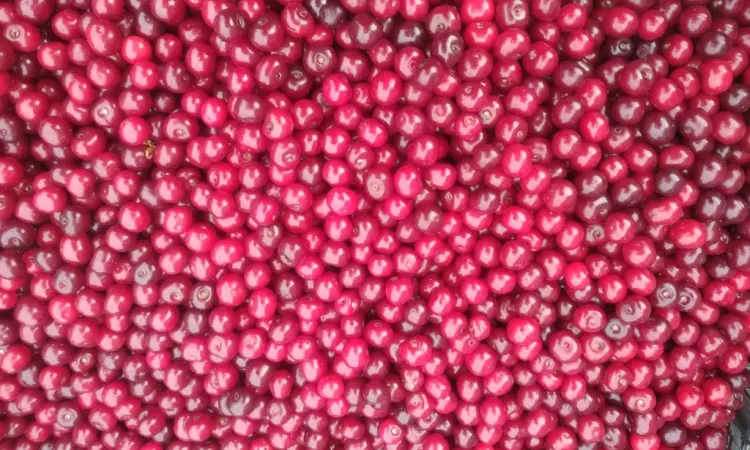 Продам ВИШНИ - фото № 5