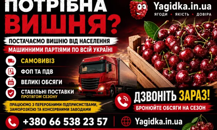 Продам Вишню - фото № 1