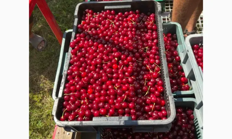 Продам вишню - фото № 1