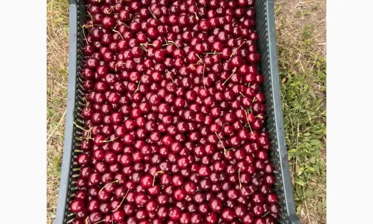 Продам вишню - фото № 4