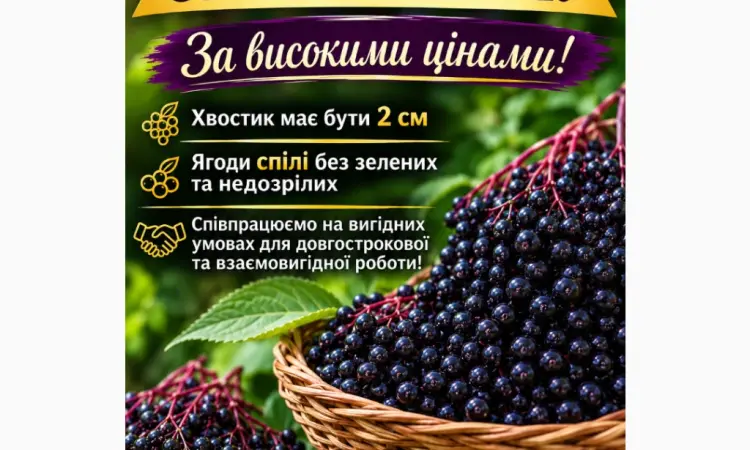 Закуповуємо спілі ягоди бузини.Запрошуємо до співпраці - фото № 1