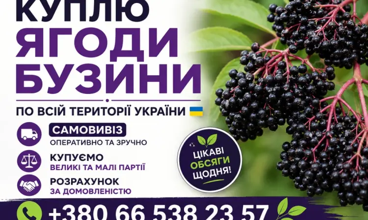 Купуємо Бузину - фото № 1
