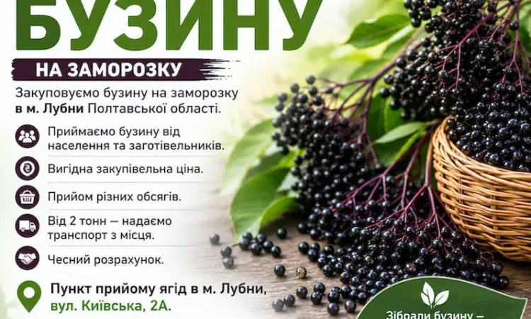 Куплю бузину на заморозку - фото № 1