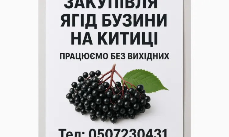 Закупівля бузини - фото № 1