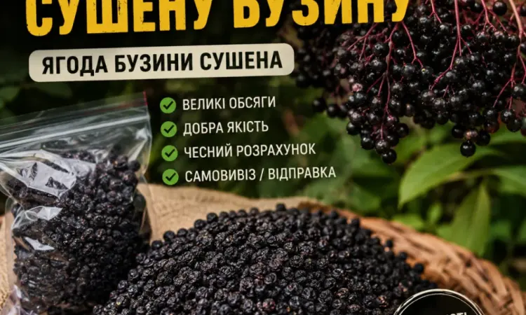 Куплю сушену бузину - фото № 1