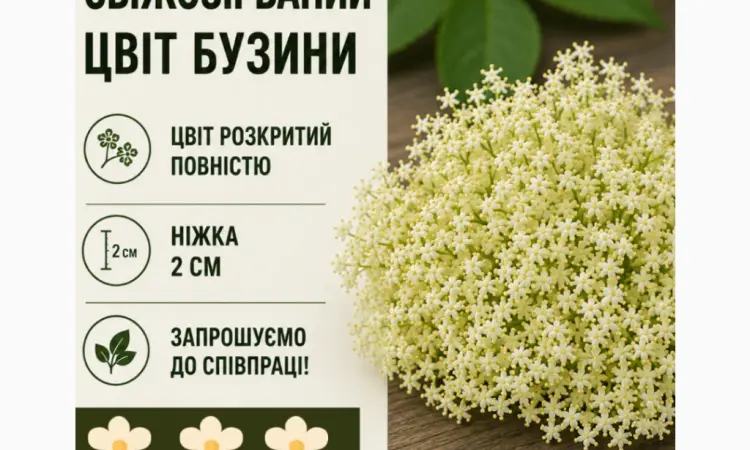 Закуповуємо свіжозірваний цвіт бузини запрошуємо до співпраці - фото № 1