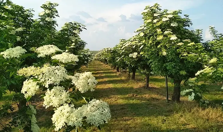 ОПТОВІ ПОСТАВКИ БУЗИНИ - ПОВНИЙ АСОРТИМЕНТ /Виробник / Заготівельник / Постійна основа - фото № 3