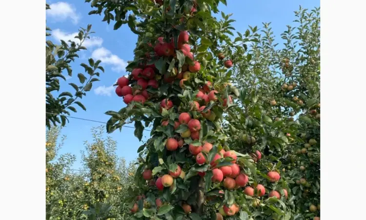 Продам Яблука сорту Гала опт та дрібний опт від 100кг - фото № 1