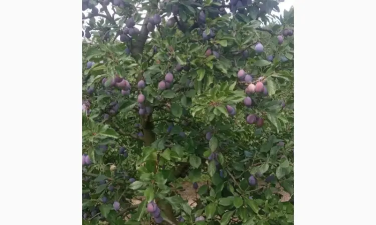 Продам сливу з саду - фото № 1