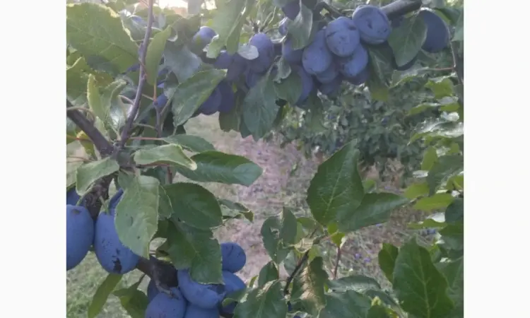Продам сливу стенлей - фото № 1